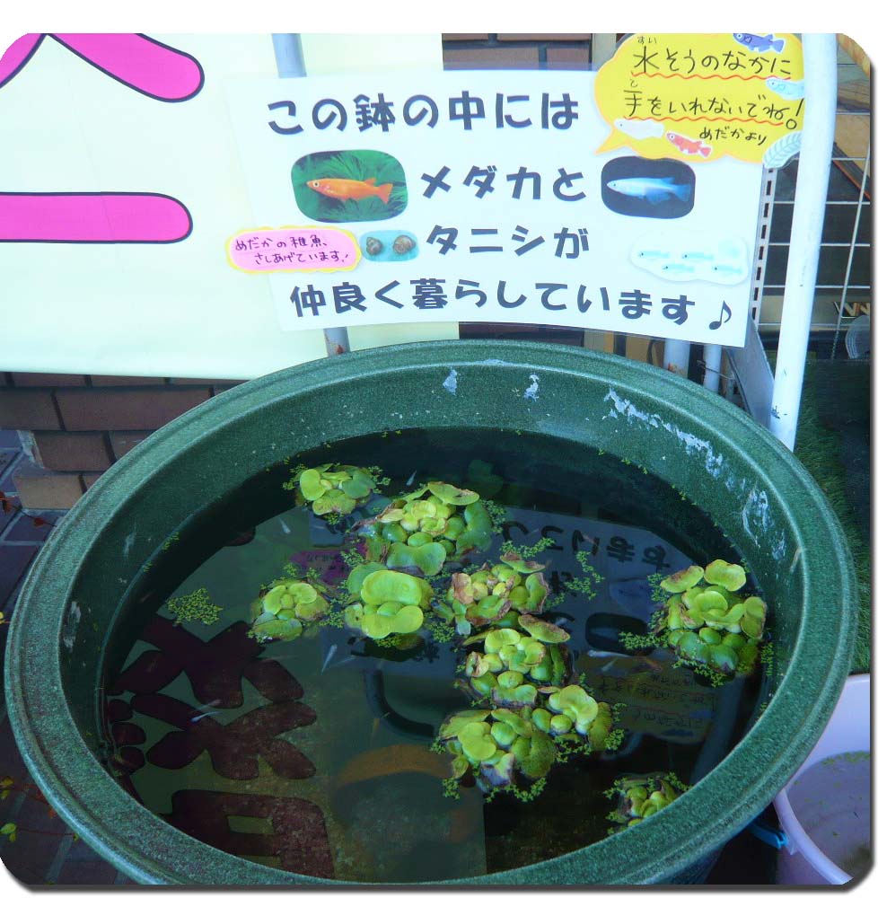 メダカ メダカ