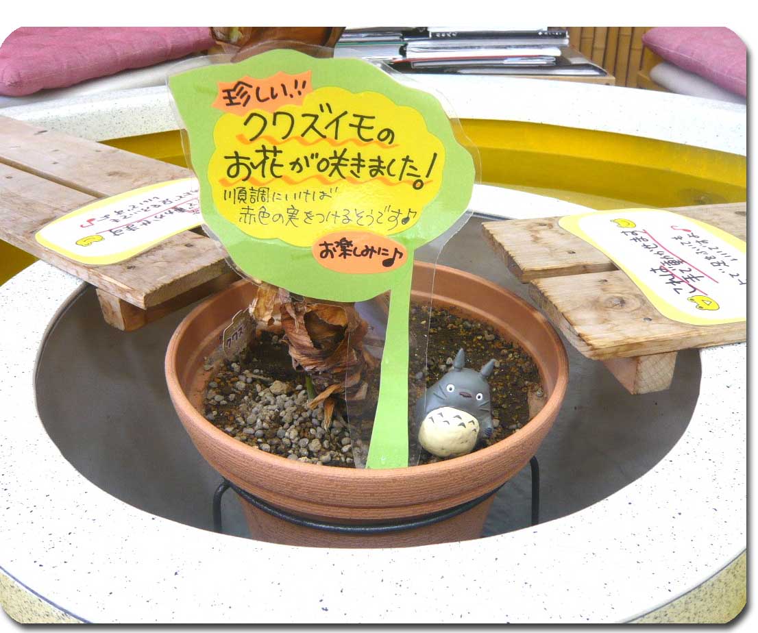 クワズイモ1 クワズイモ1